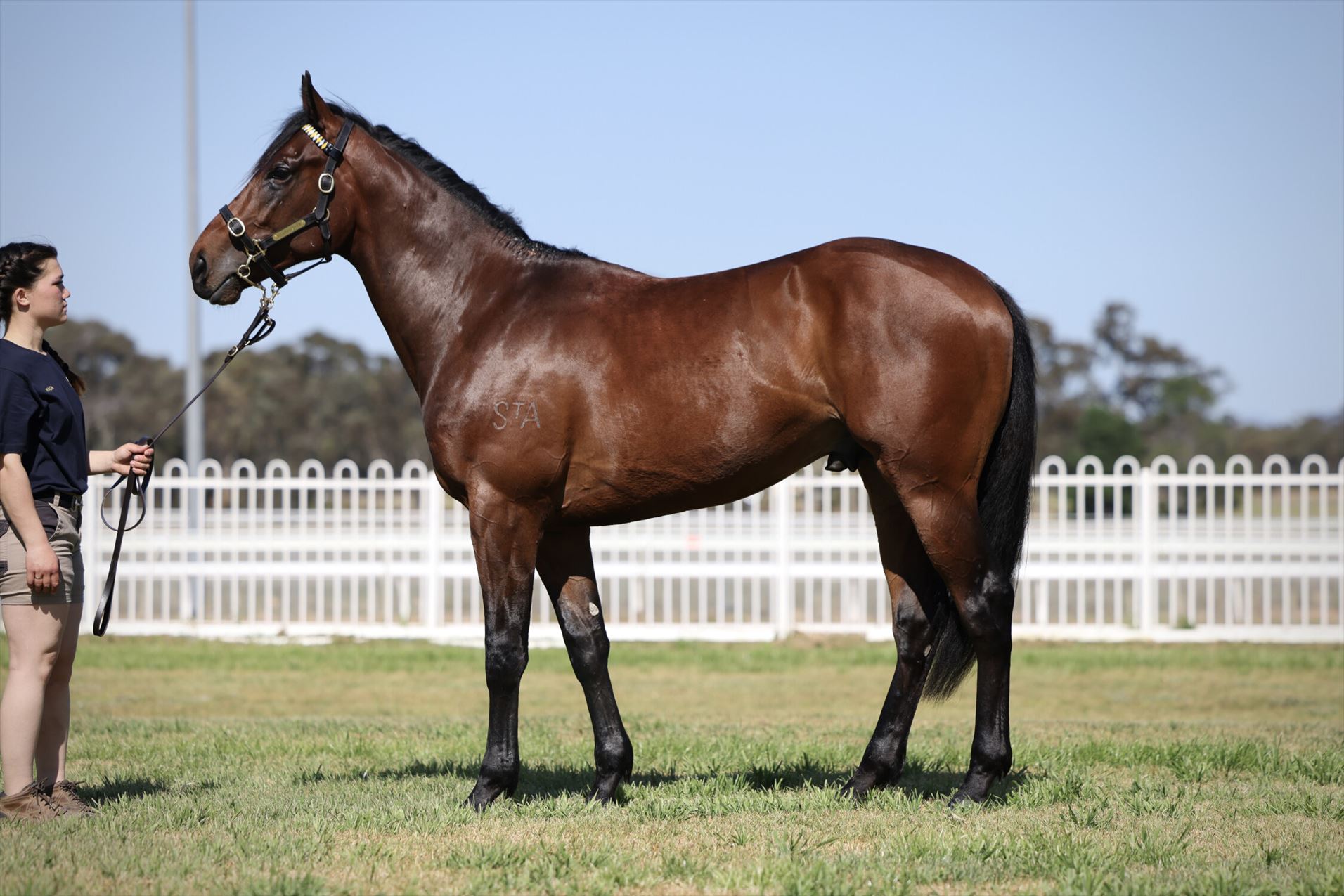 Rare Gem (NZ)/So You Think (NZ) 22