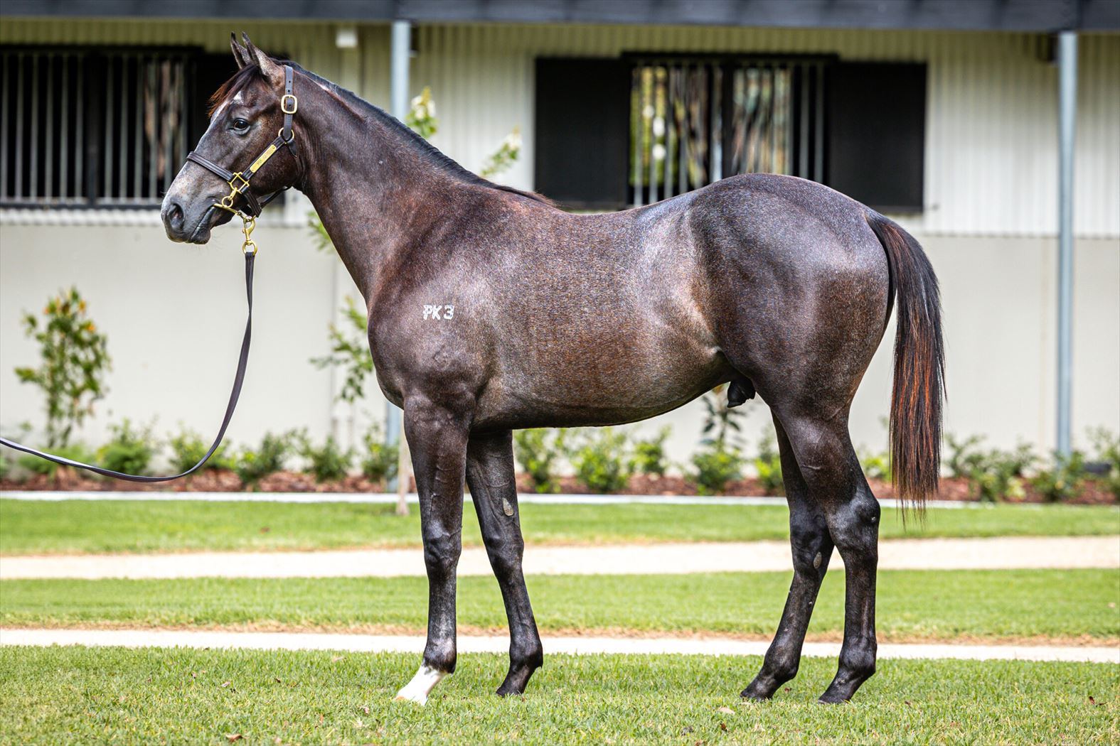 Suggestions (NZ)/Tassort 24