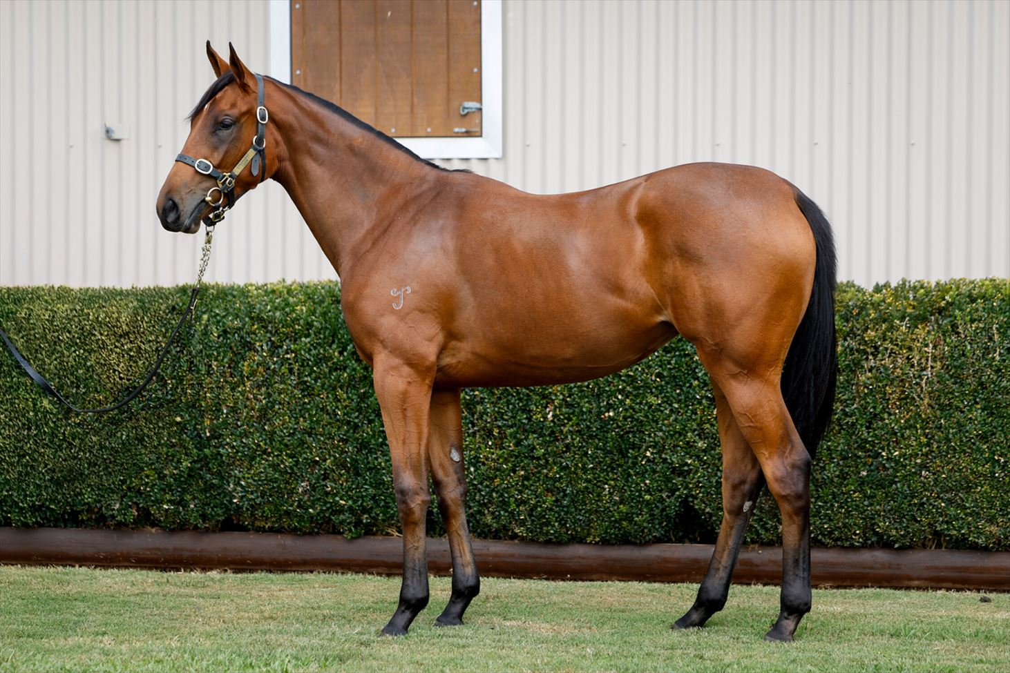 Chasing Fireflies (USA)/I Am Invincible 24