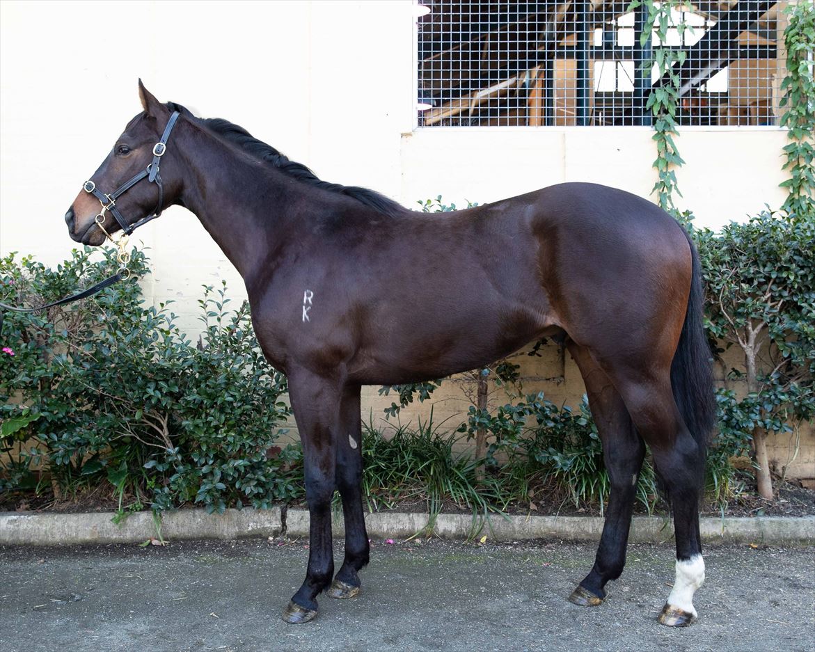 Xtravagant (NZ)/Moshki '18