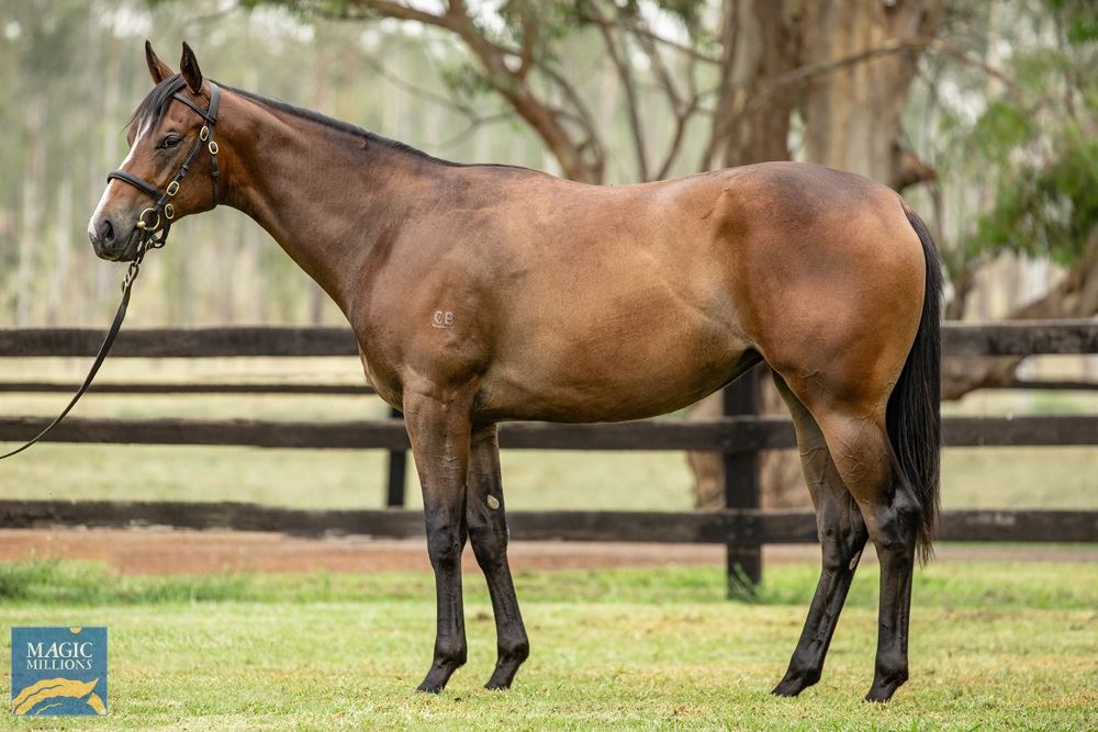 Snitzel/Circe '19