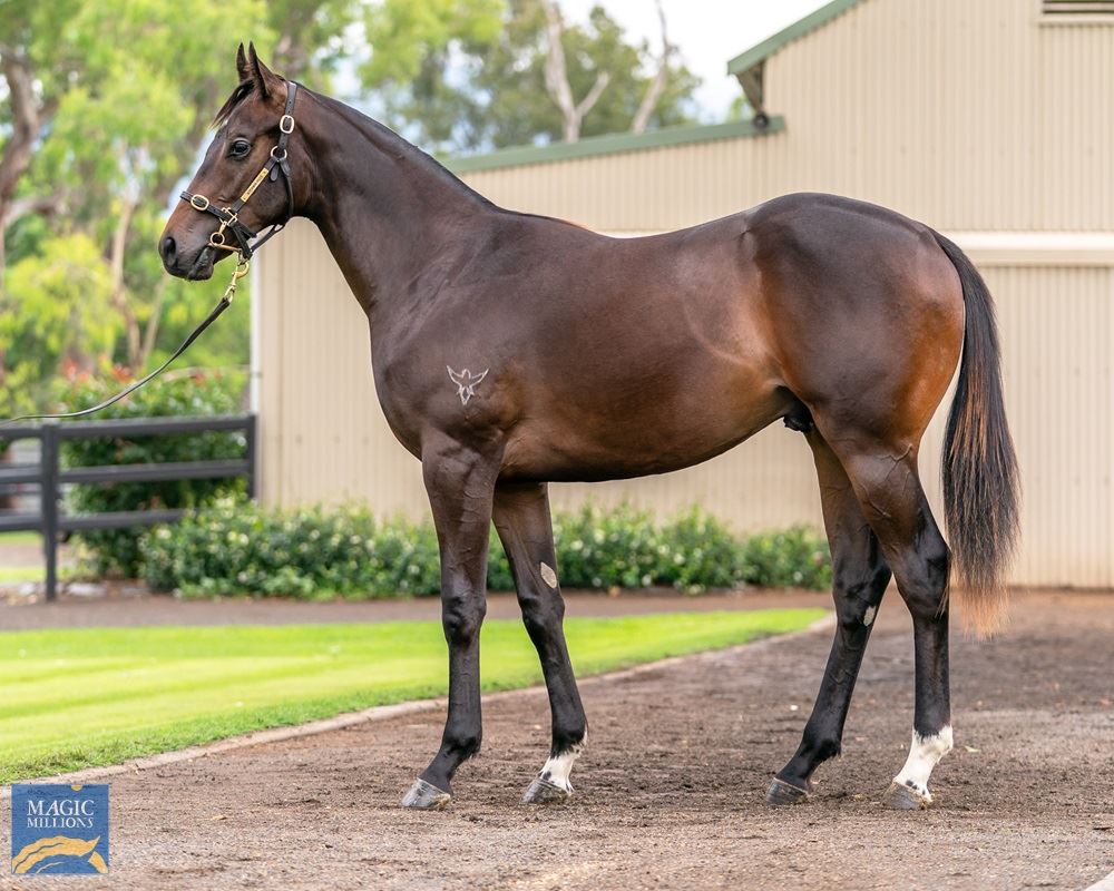 Zoustar/Designated Driver (NZ) '19