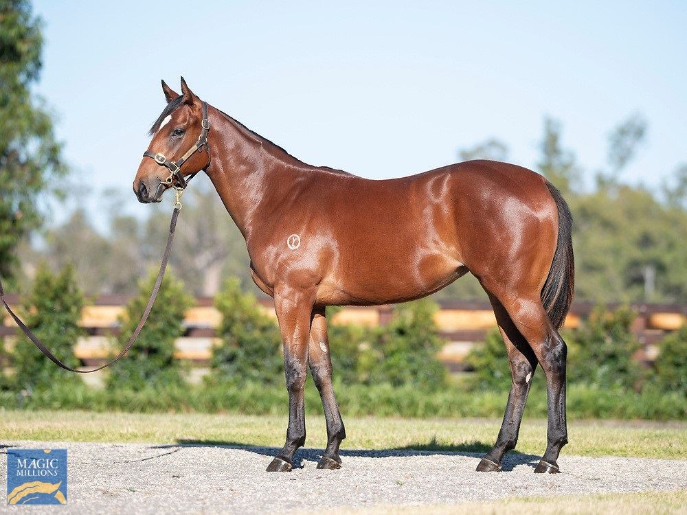 Snitzel/Gregers '19