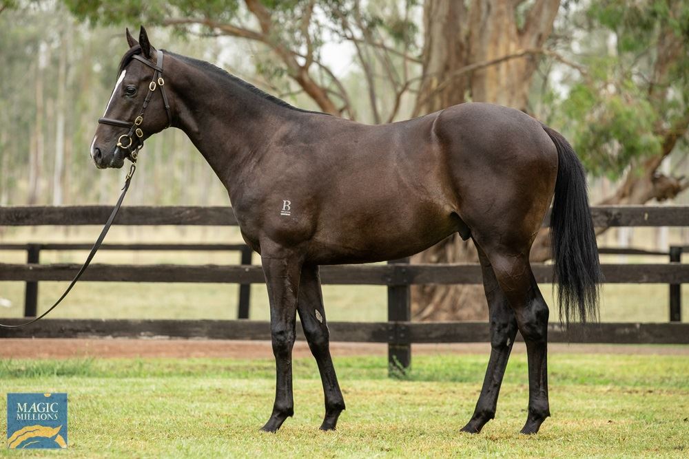 Snitzel/Midnight Revels (NZ) '19