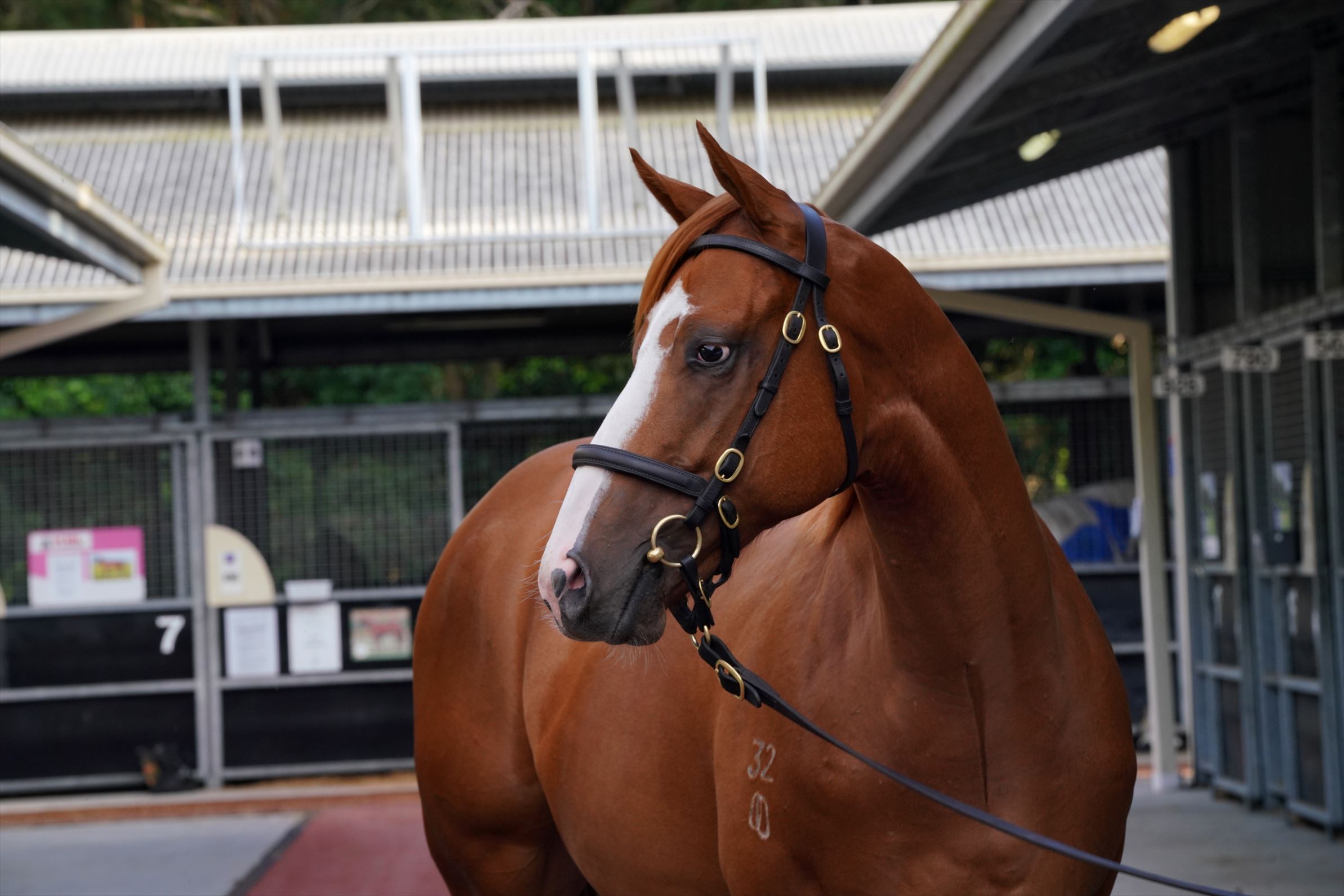 Justify (USA)/Inglorious (CAN) '20
