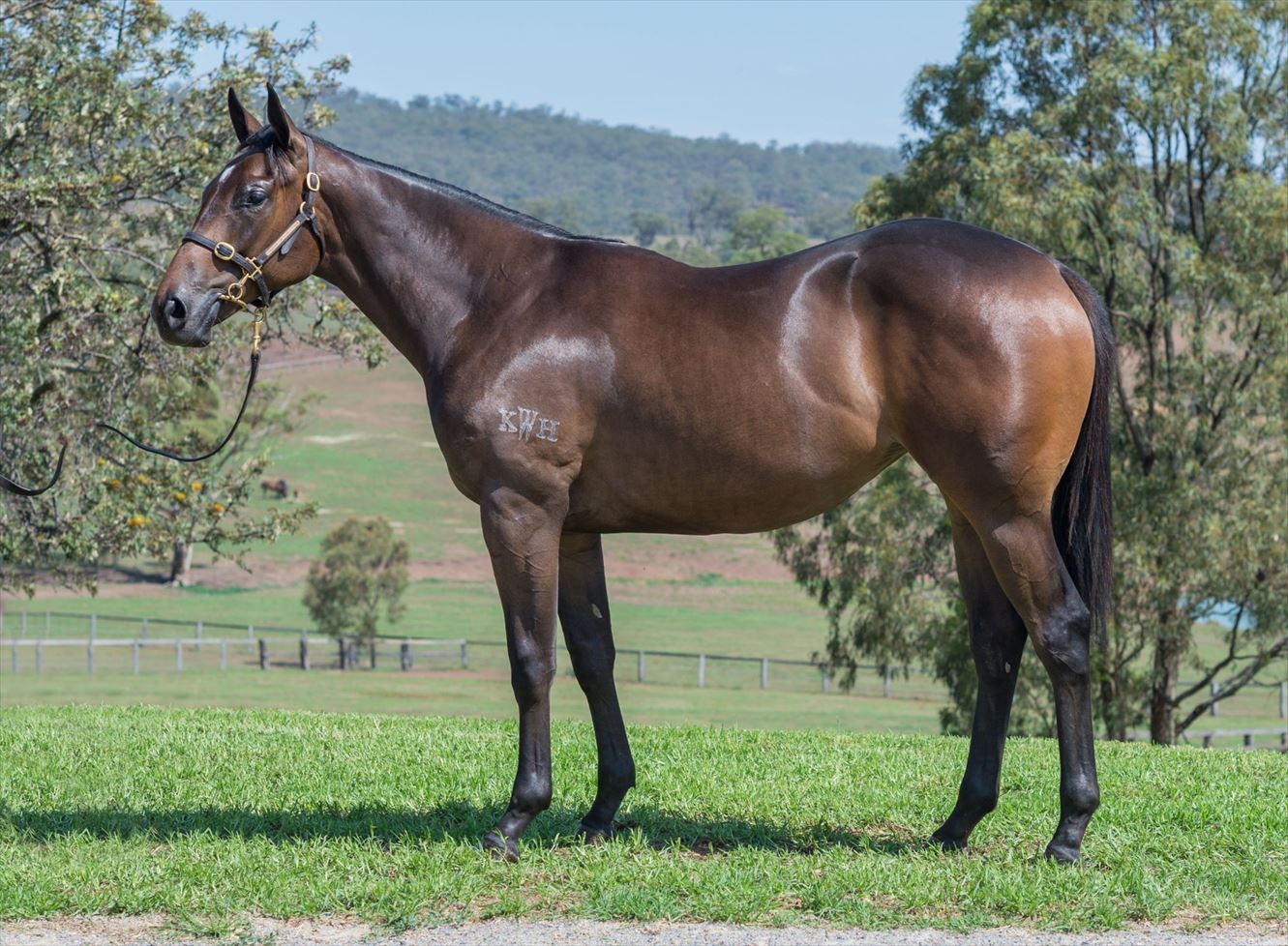 Stella Di Paco (NZ)/Sooboog 18